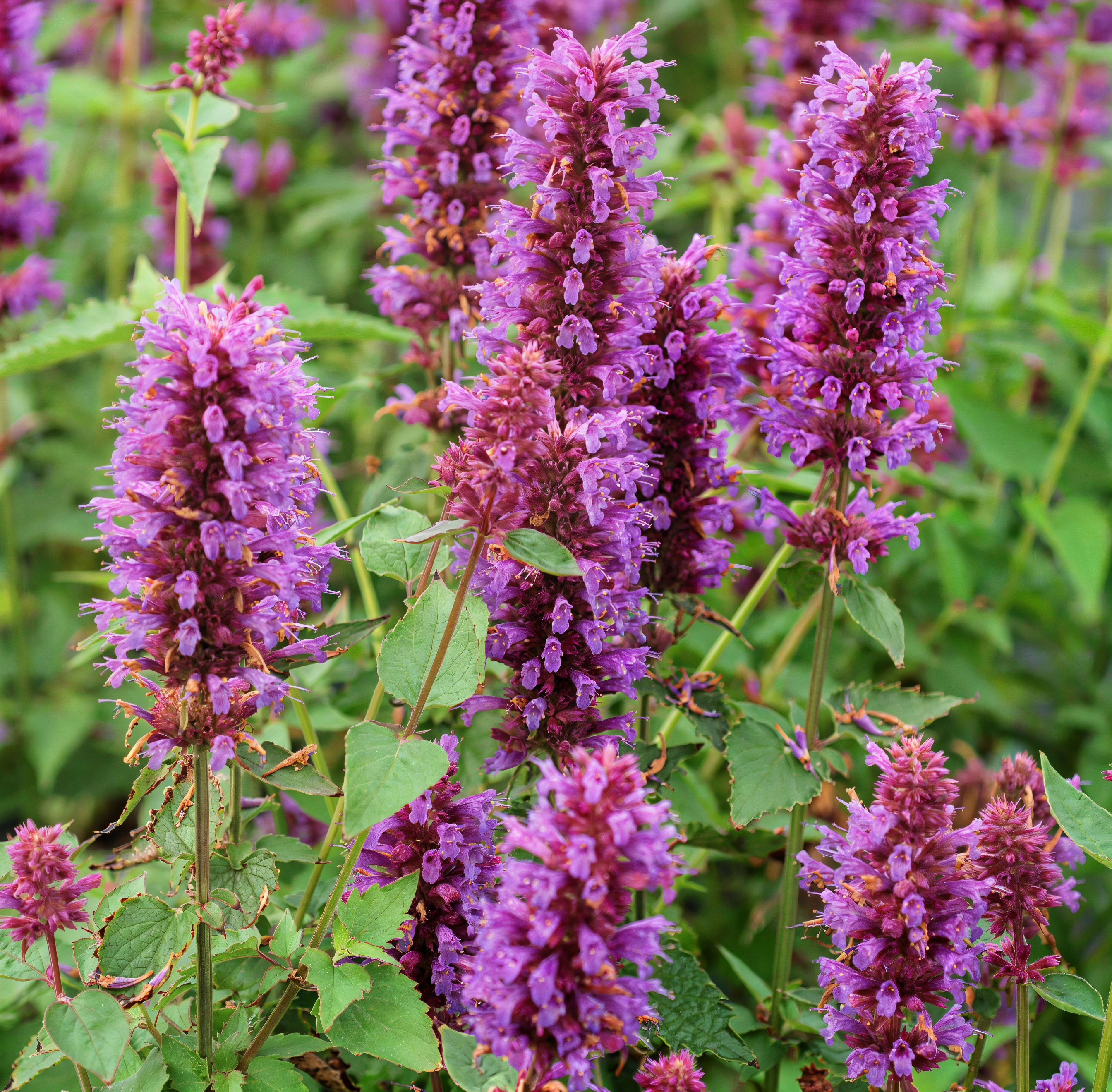 Agastache 'Blue Boa' in fiore con spighe viola intenso in un giardino mediterraneo