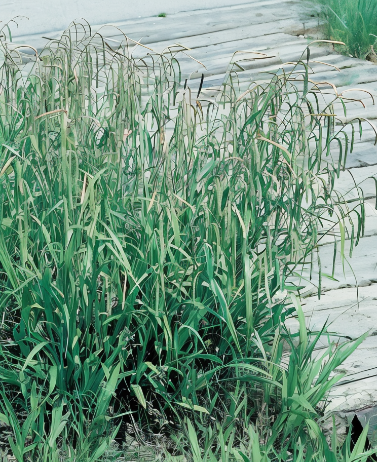 Carex pendula Maxima, graminacea ornamentale con foglie ricadenti in giardino