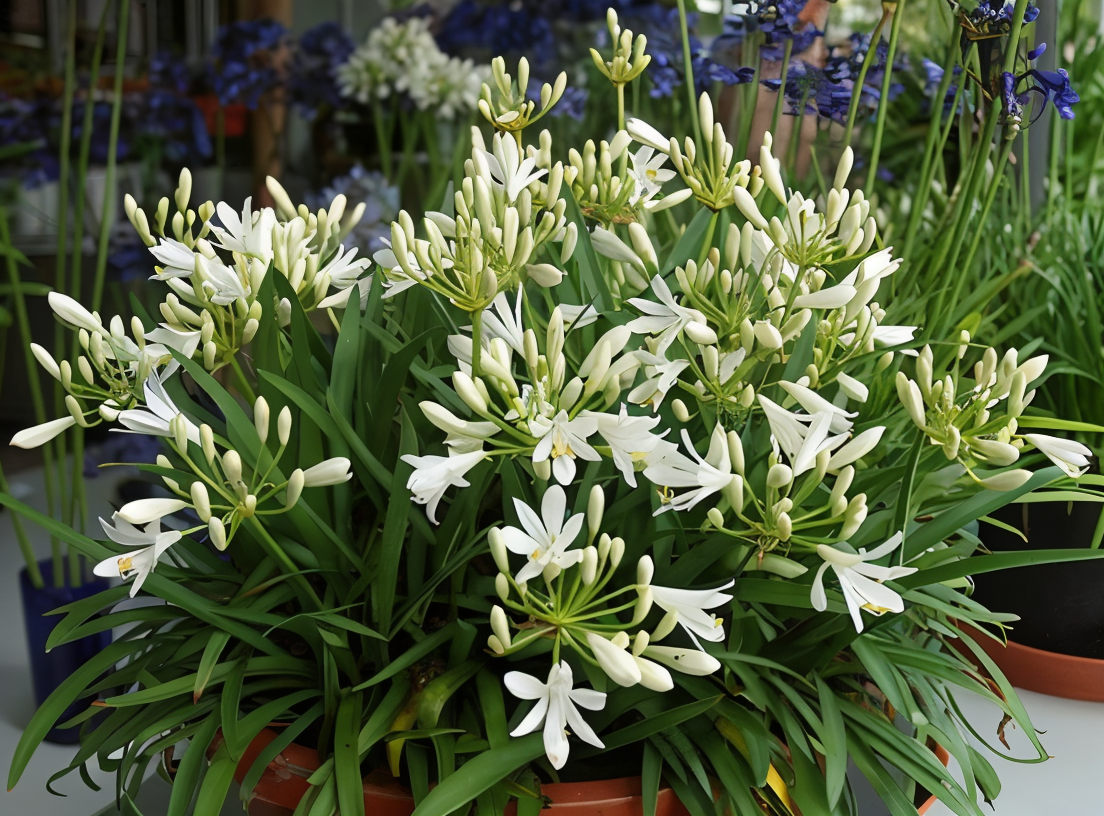 Agapanthus praecox Thumbelina fiorito in vaso, giglio africano nano azzurro