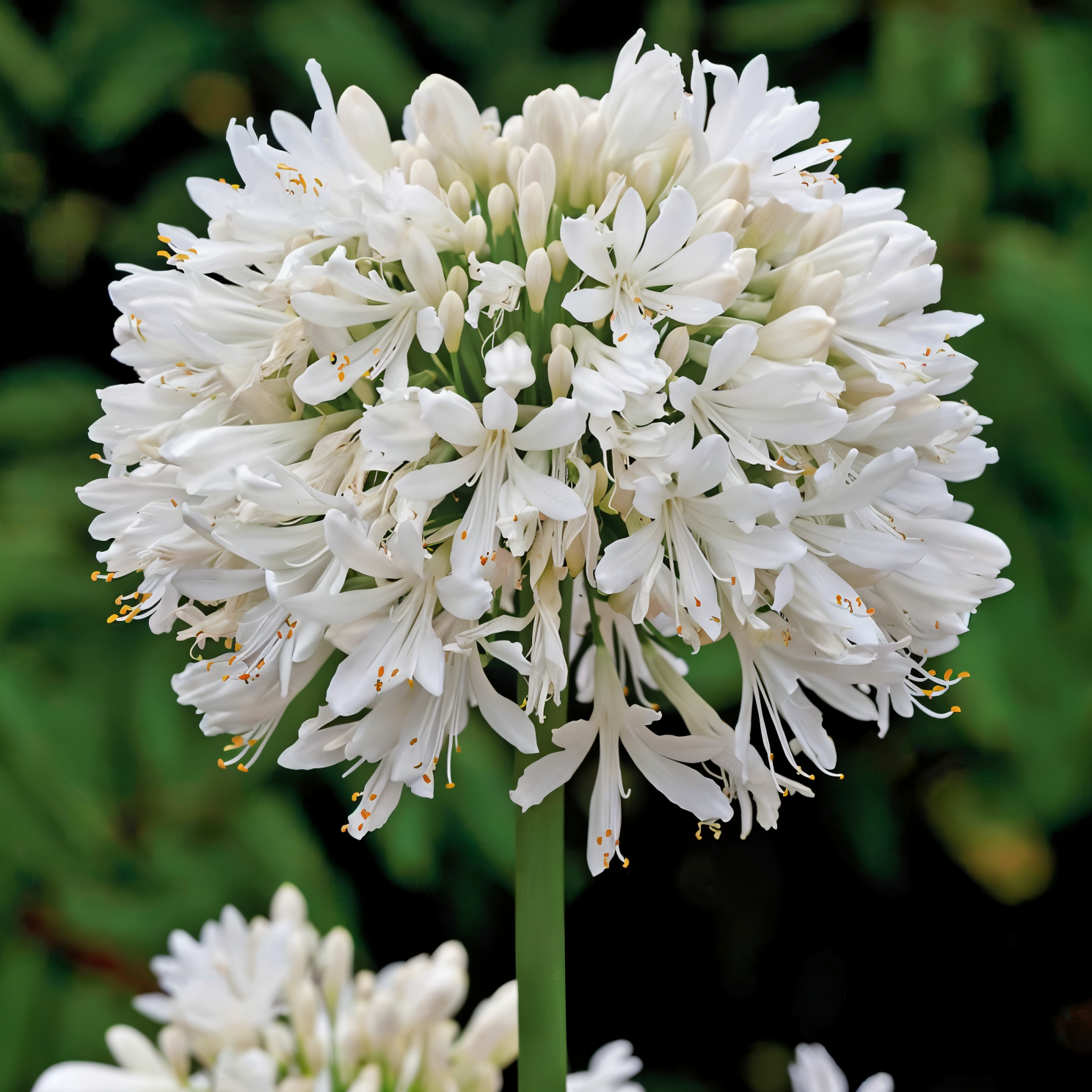 Agapanthus praecox 'Snow Cloud' in piena fioritura, giglio africano bianco