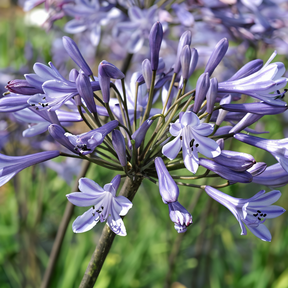 Agapanthus 'Dr. Brouwer' in piena fioritura con fiori blu a campana