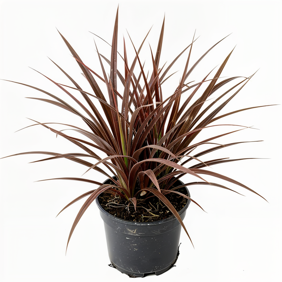 Carex petriei Milk Chocolate in vaso con foliage bronzo-cioccolato in un giardino