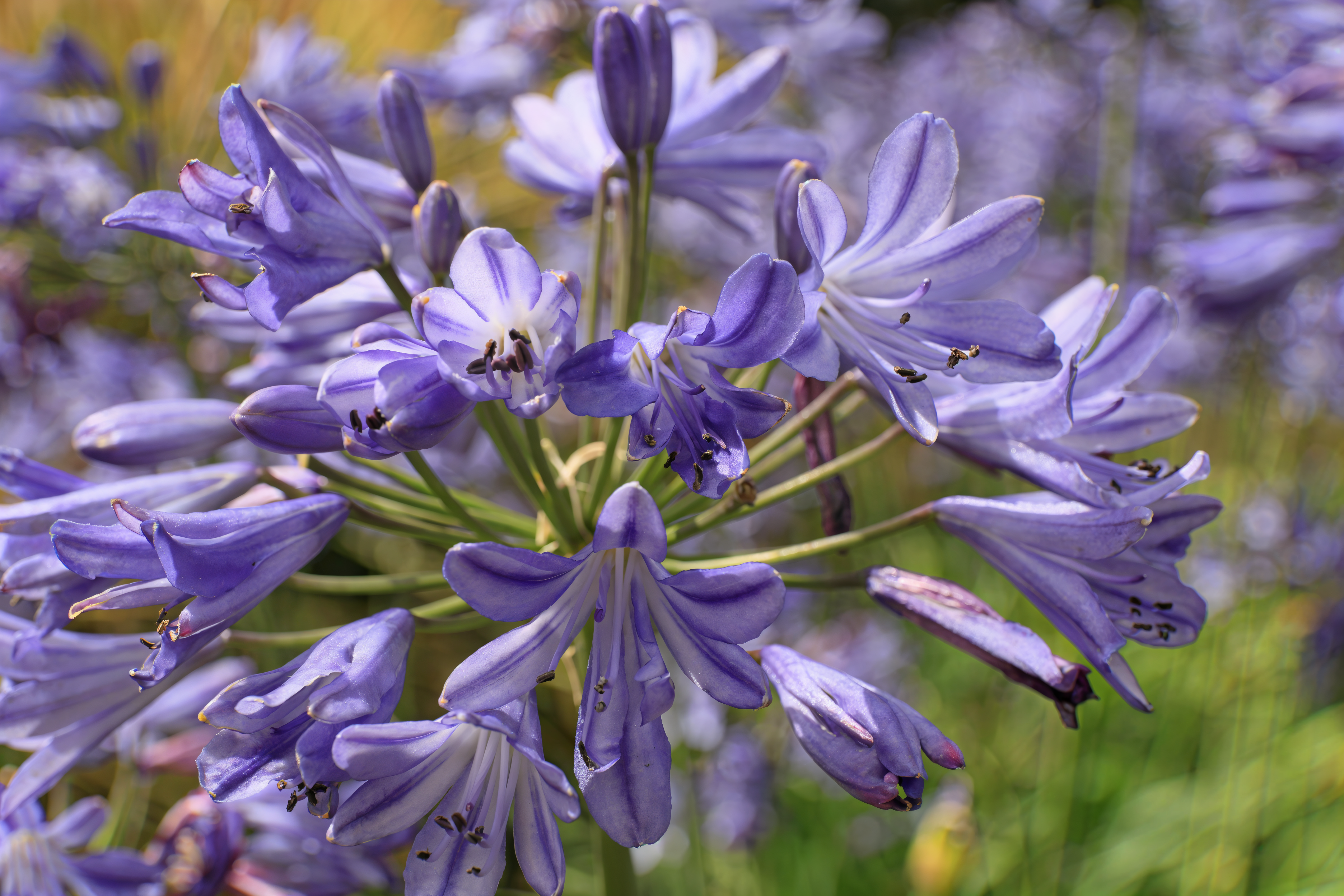 Agapanthus praecox 'Sea Storm' in piena fioritura, fiori blu-violacei in un giardino mediterraneo