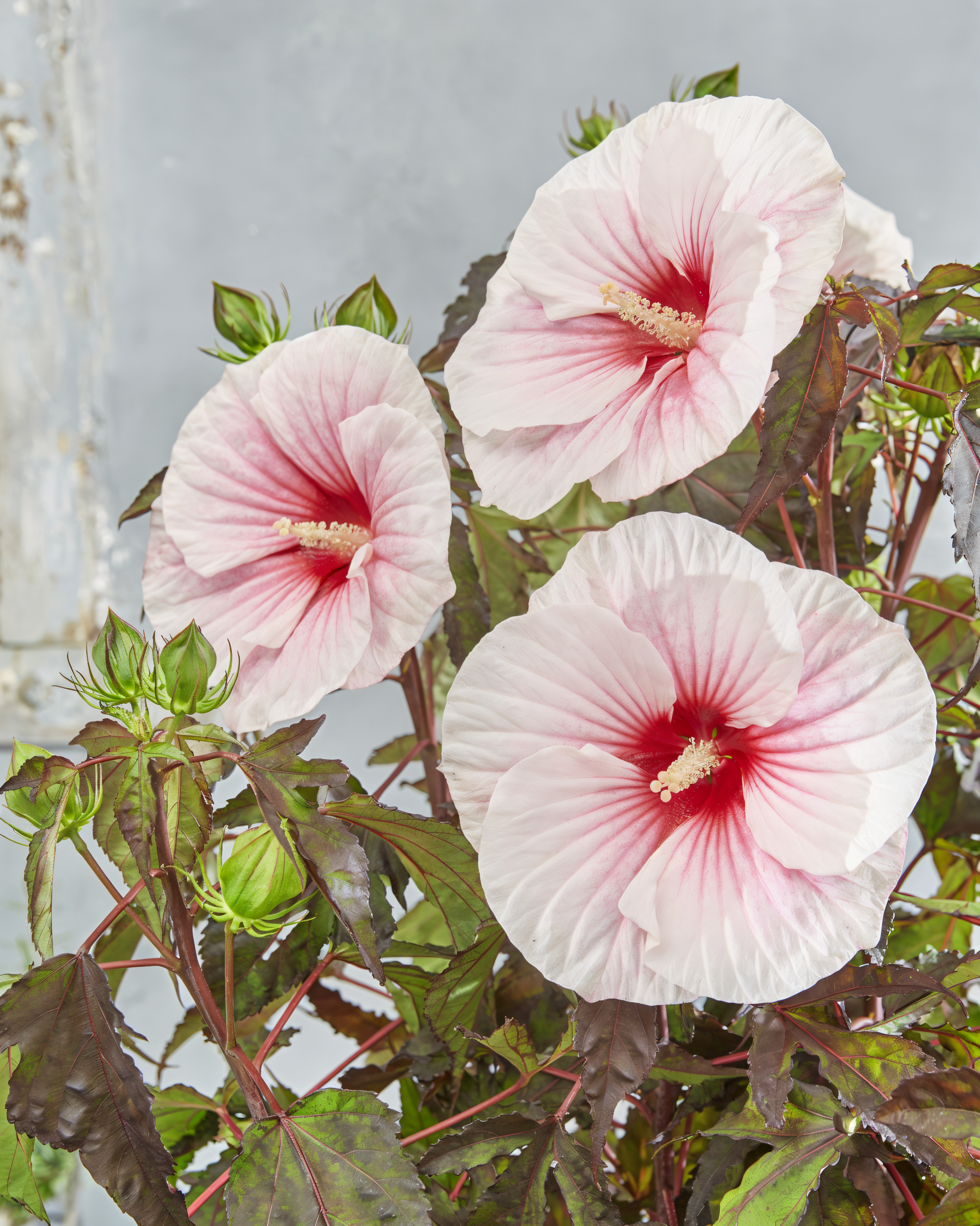 Hibiscus moscheutos 'Carousel Pink Candy' in piena fioritura rosa brillante in un laghetto da giardino