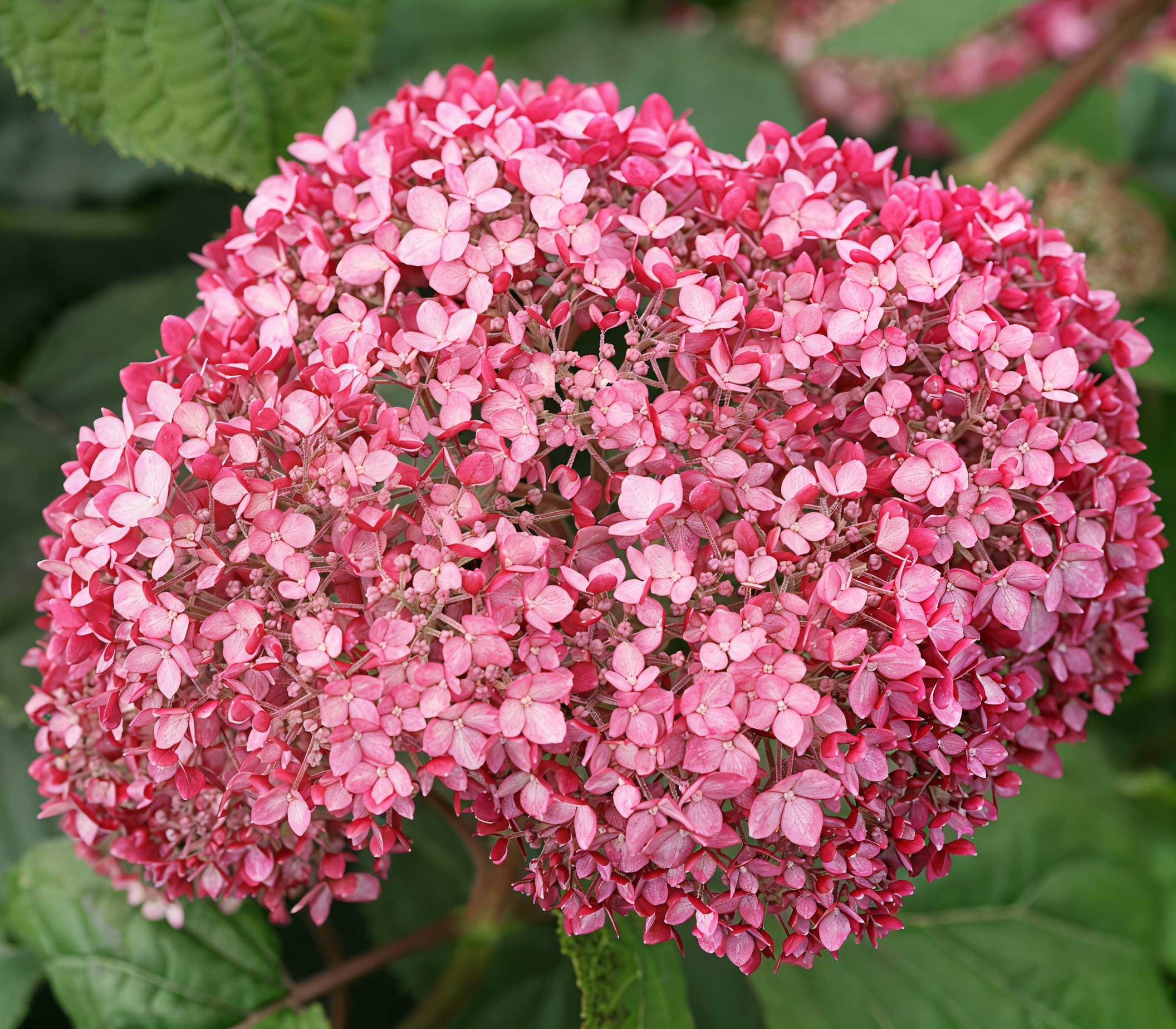 Hydrangea arborescens Invincibelle Pink Annabelle in piena fioritura rosa pastello in un giardino