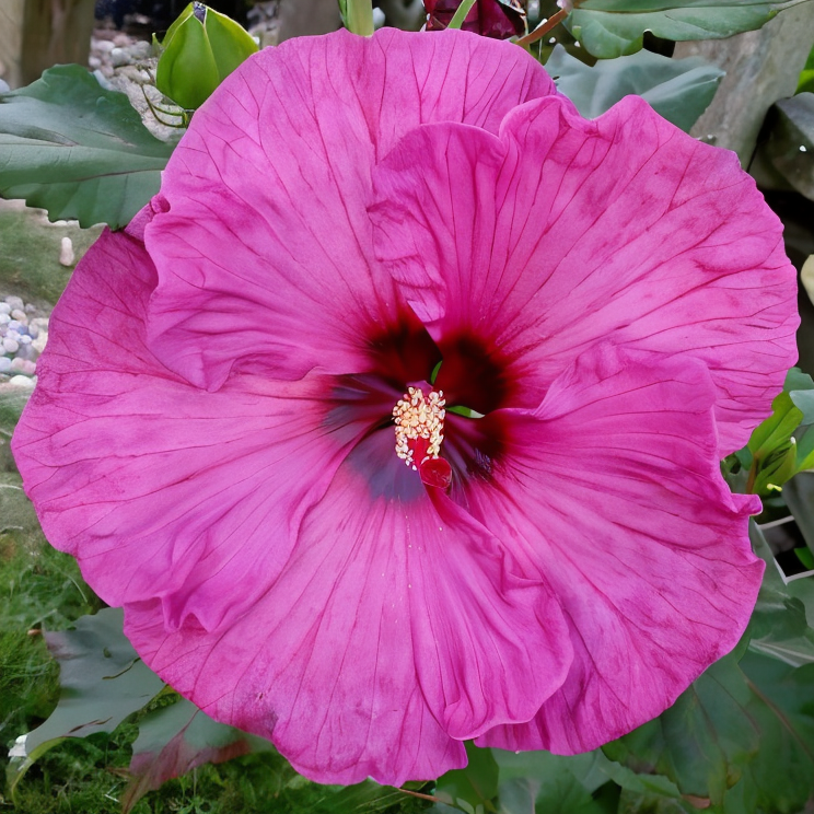 Hibiscus moscheutos 'Plum Crazy' fiore viola intenso nel giardino acquatico