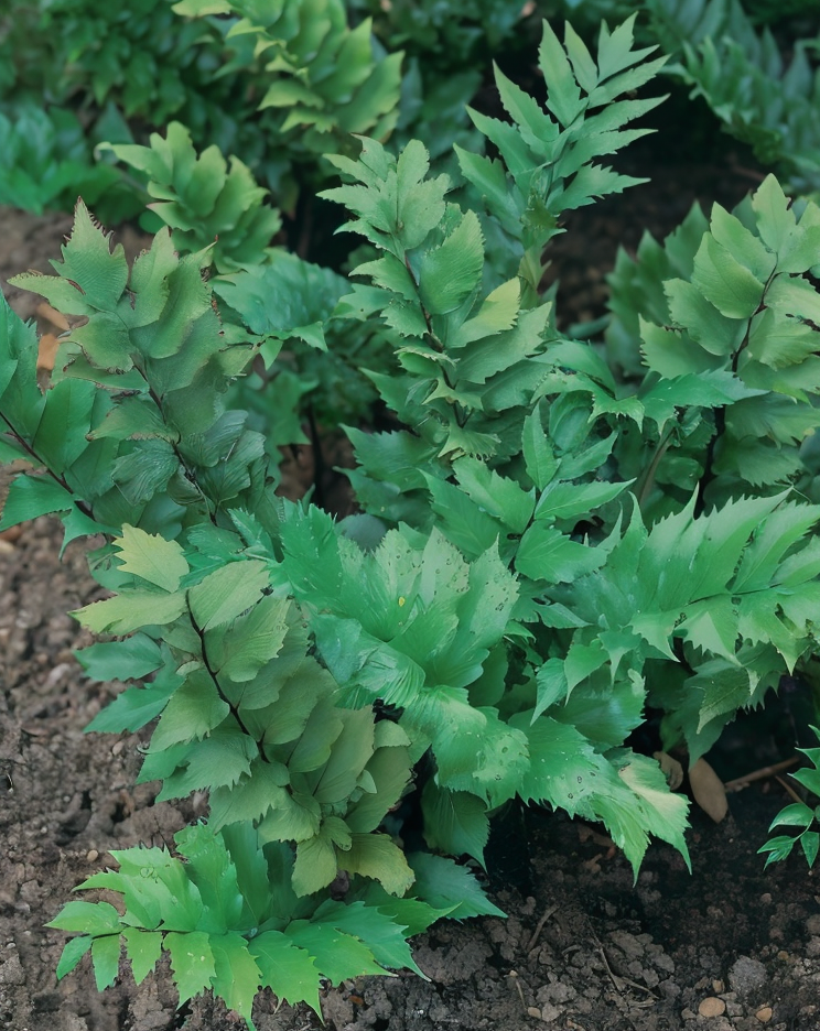 Felci - Cyrtomium Falcatum: foglie lucide e decorative per giardino o interno