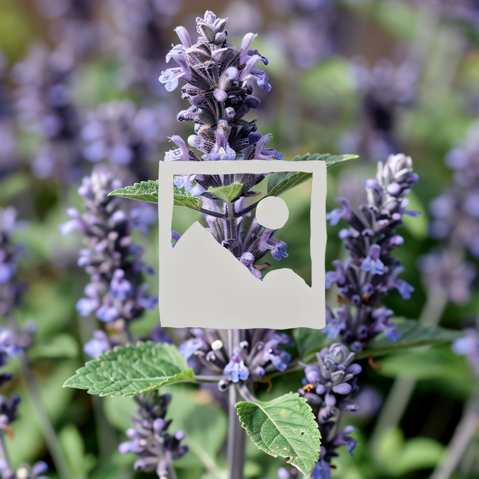 Agastache 'Blue Fortune' in piena fioritura, un'attrazione per gli impollinatori nel giardino.