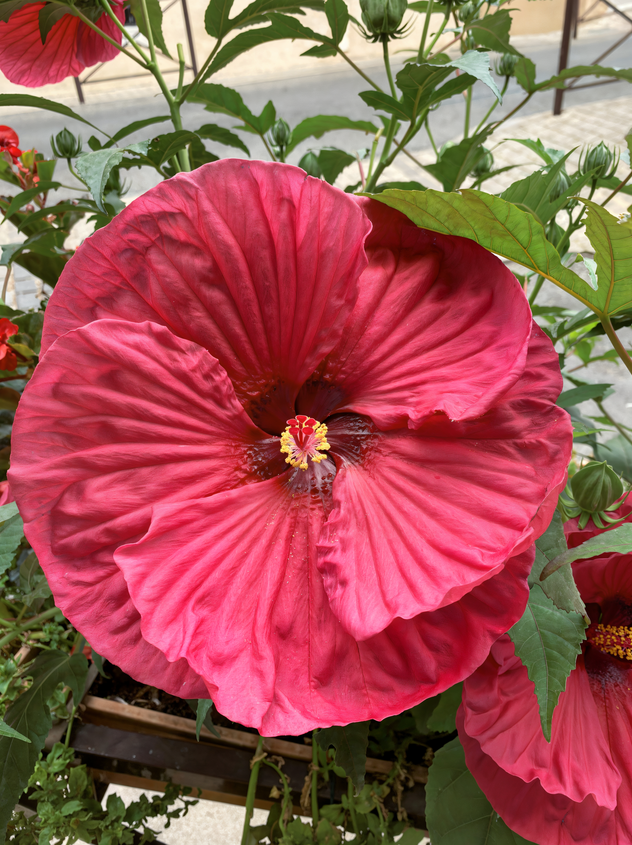 Hibiscus moscheutos 'Summer In Paradise' fioritura nel giardino acquatico