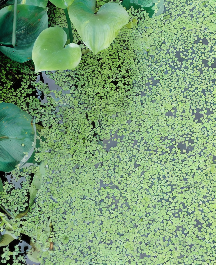 Lemna minor lenticchia d'acqua che galleggia su uno stagno in un giardino naturale