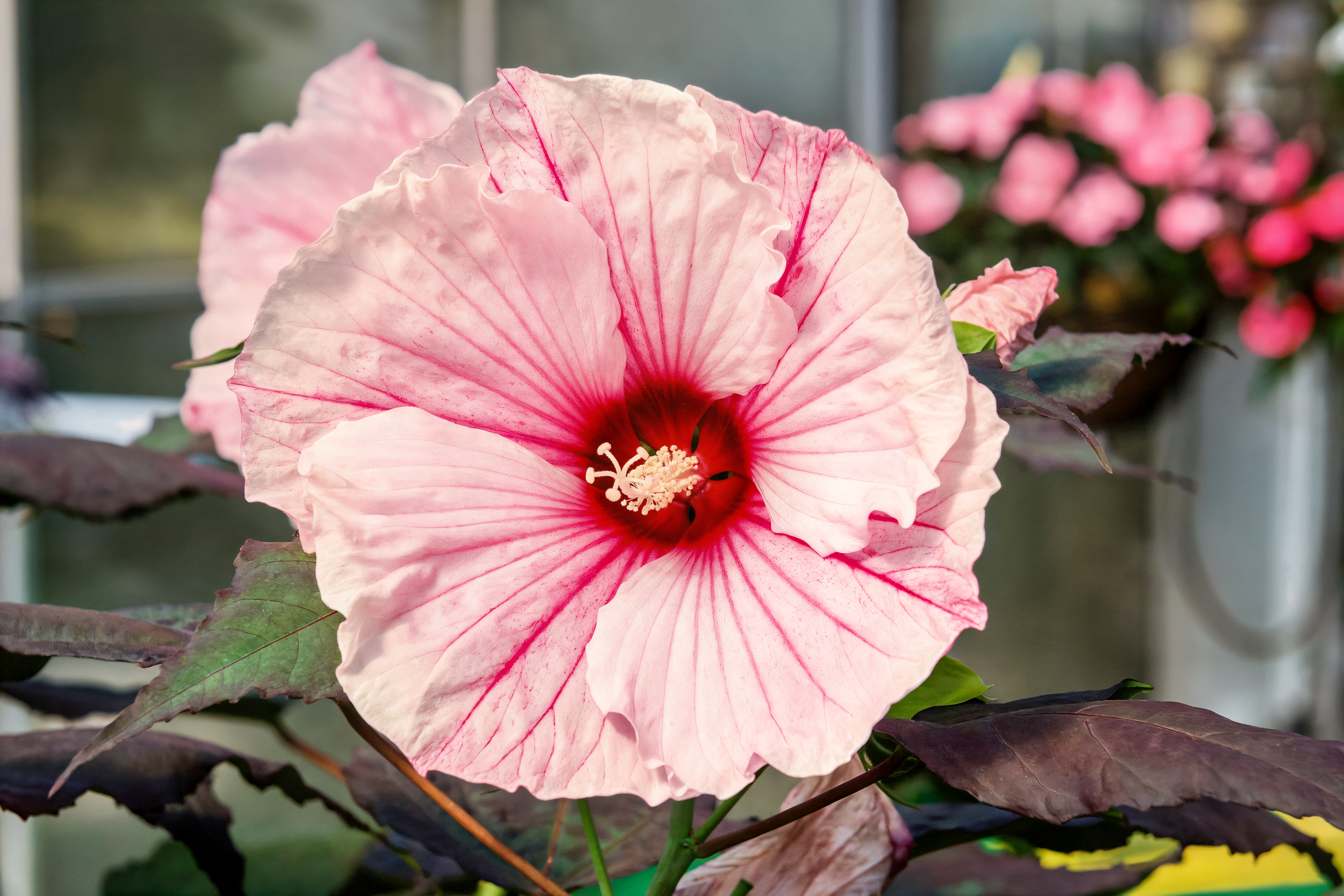 Hibiscus moscheutos Dark Mystery fiori viola scuro in primo piano in un giardino acquatico