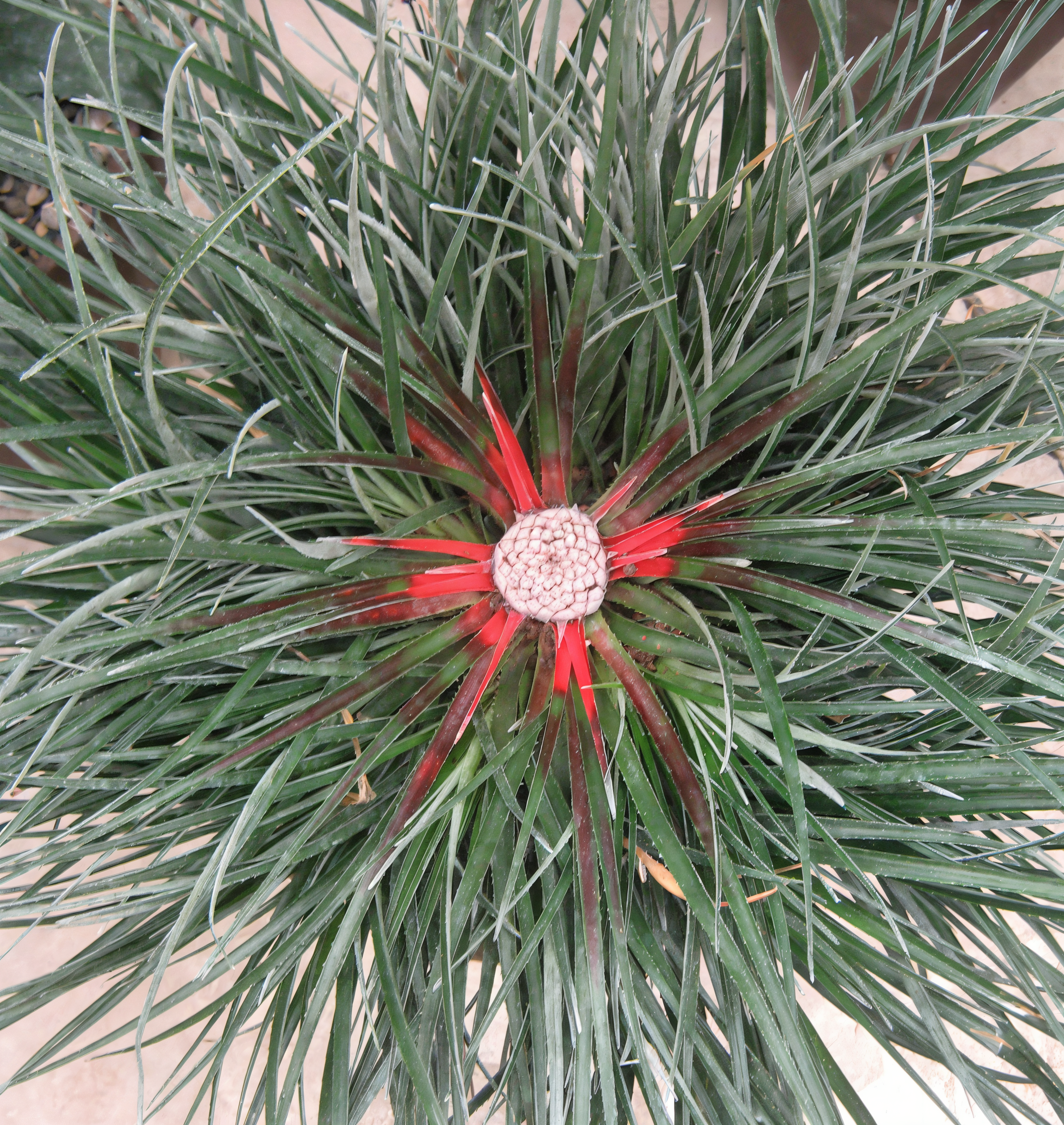 Fascicularia bicolor con rosetta centrale rossa nel giardino roccioso mediterraneo