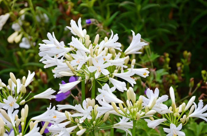 Agapanthus praecox 'Pitchoune White' fiorito in un vaso moderno su un terrazzo