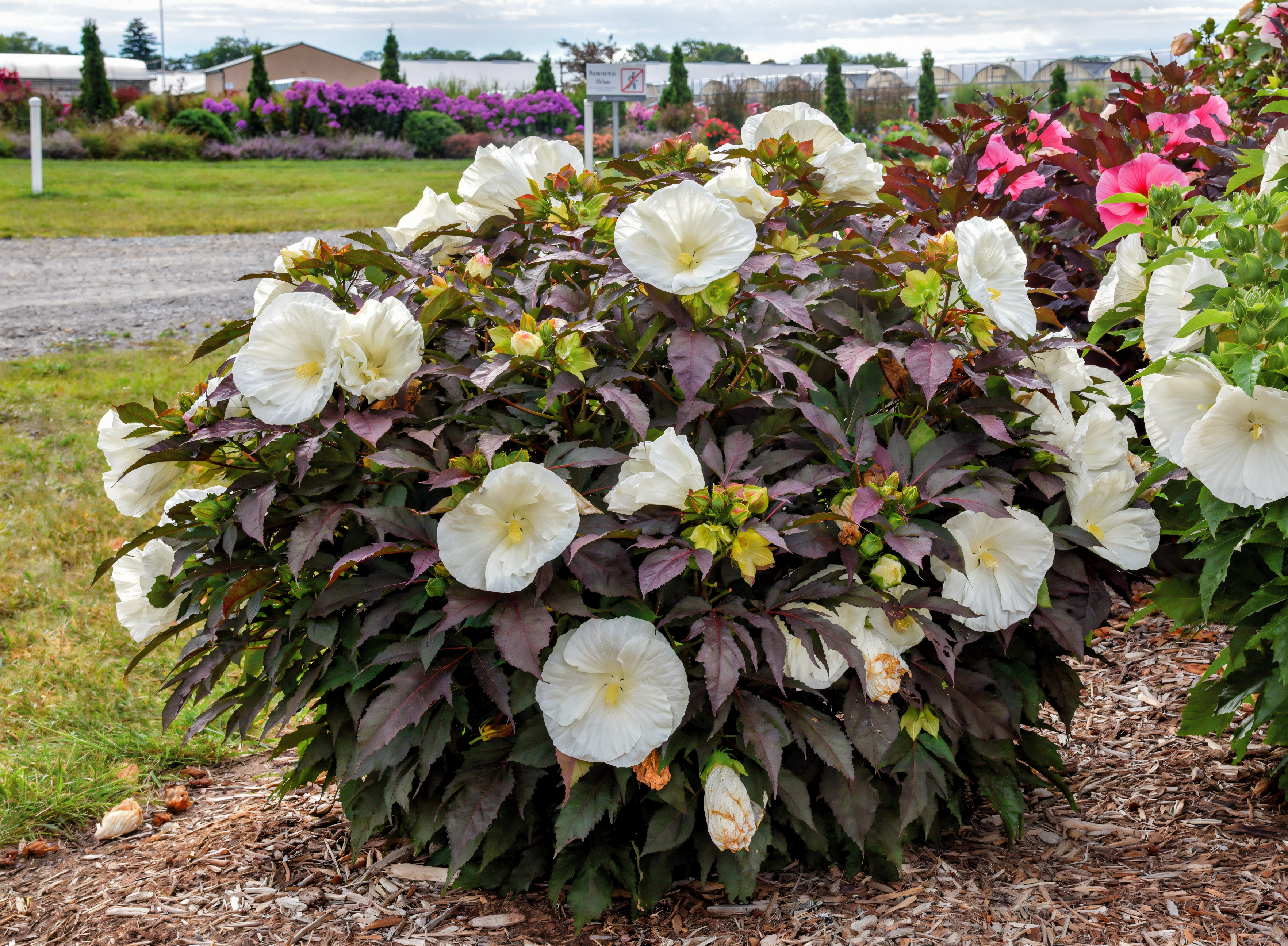 Hibiscus moscheutos 'Cookies and Cream' in piena fioritura nel giardino acquatico