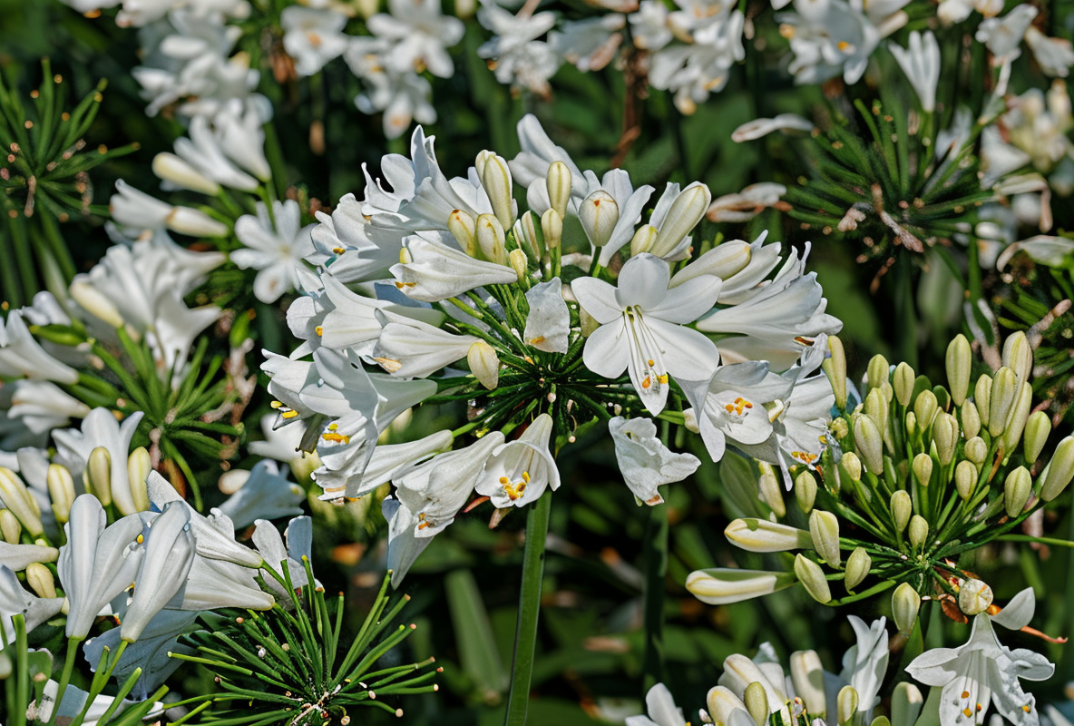 Agapanthus praecox 'Ever White' con fiori bianchi in un giardino mediterraneo