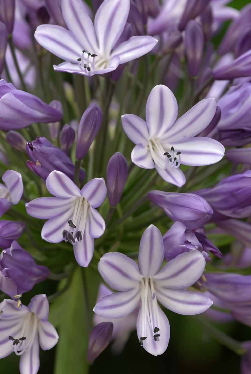 Agapanthus Megan's Mauve in piena fioritura, design giardino mediterraneo