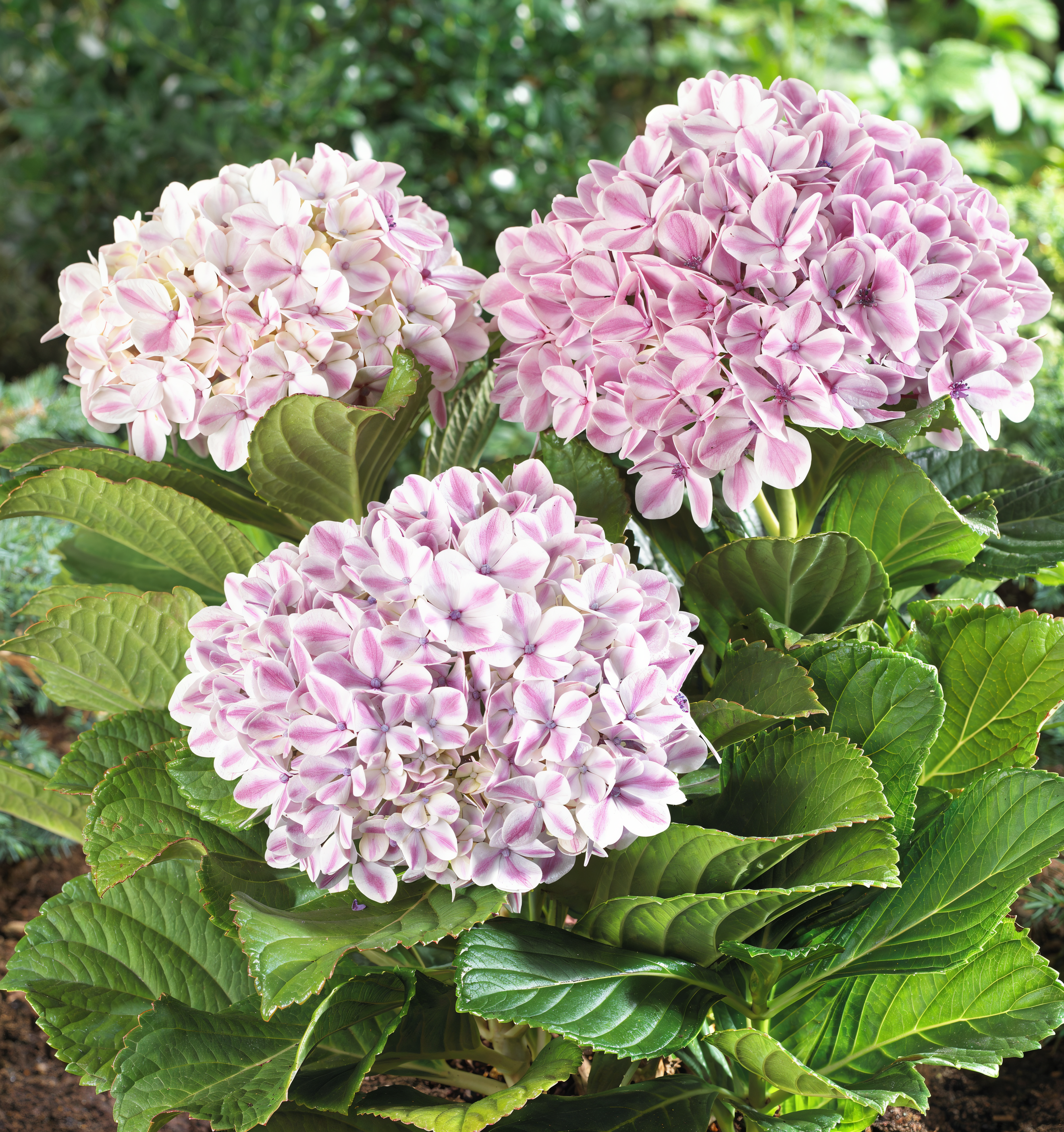 Hydrangea macrophylla 'Peppermint' in piena fioritura, fiori bicolori bianchi e rosa in primo piano