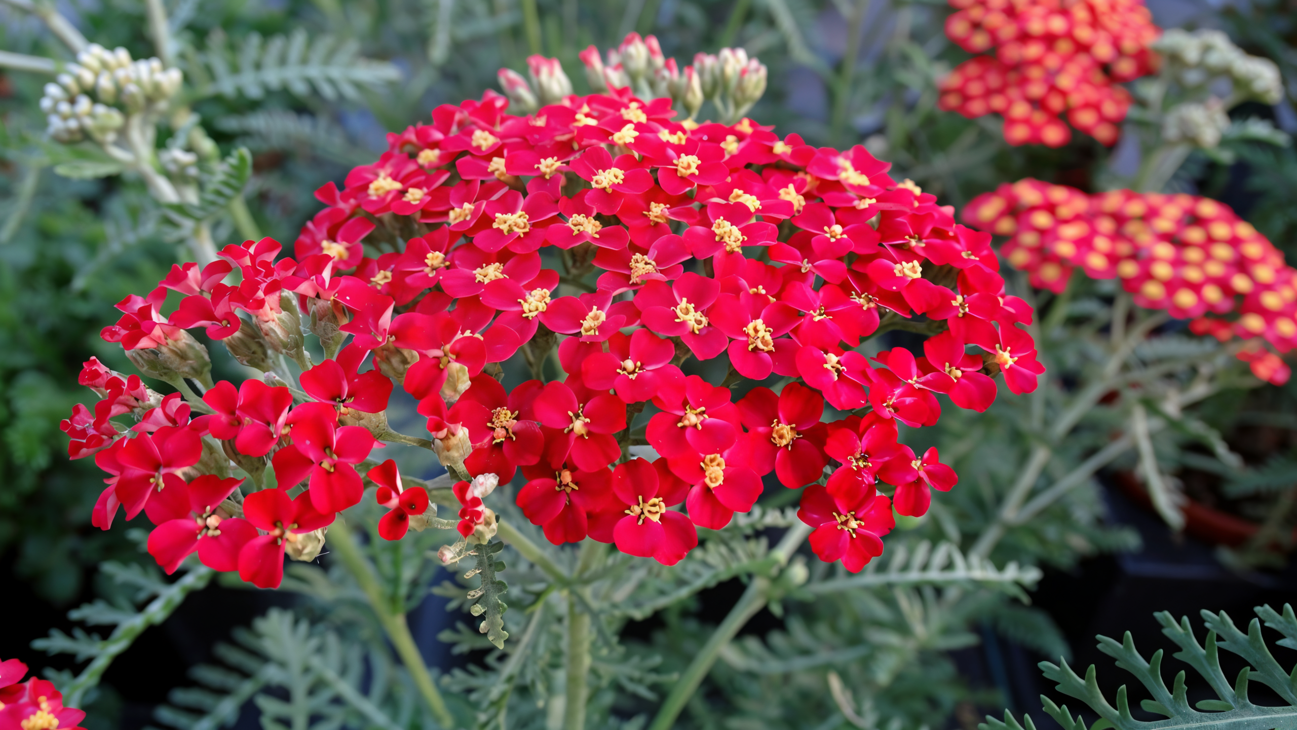 Achillea 'Paprika' in piena fioritura, colori vivaci nel giardino