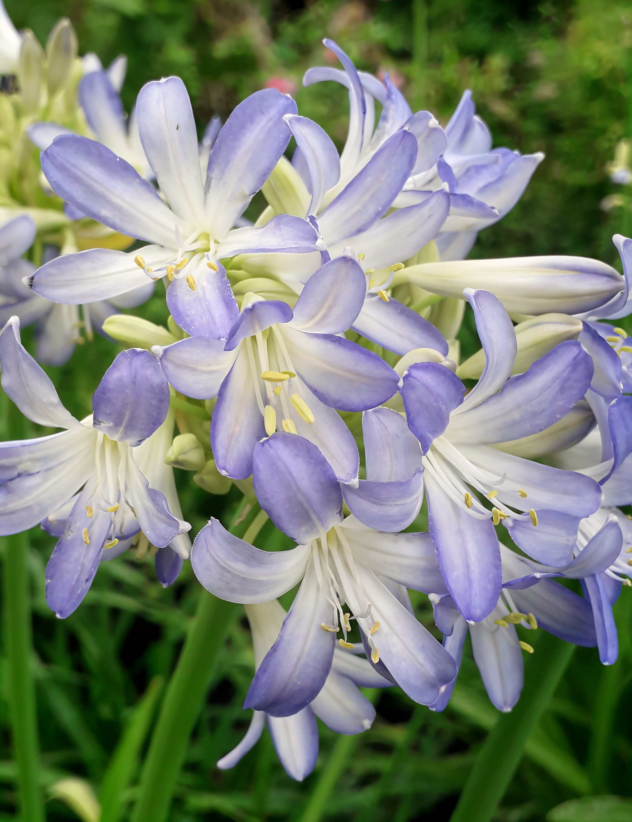 Agapanthus 'Sea Breeze' in piena fioritura con spighe di fiori blu-bianchi in un giardino mediterraneo.