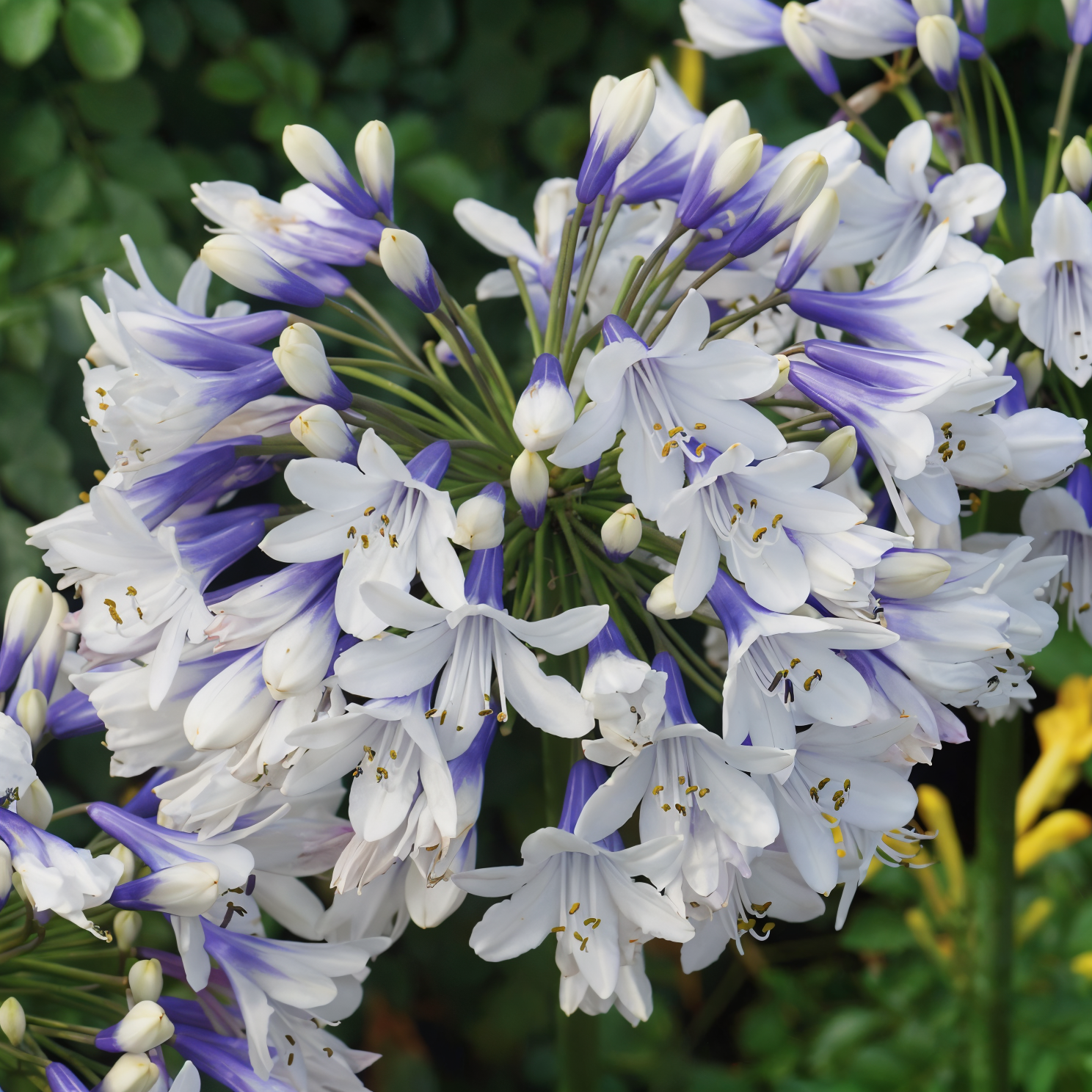 Agapanthus 'Twister', fiore bicromatico bianco e blu in primo piano