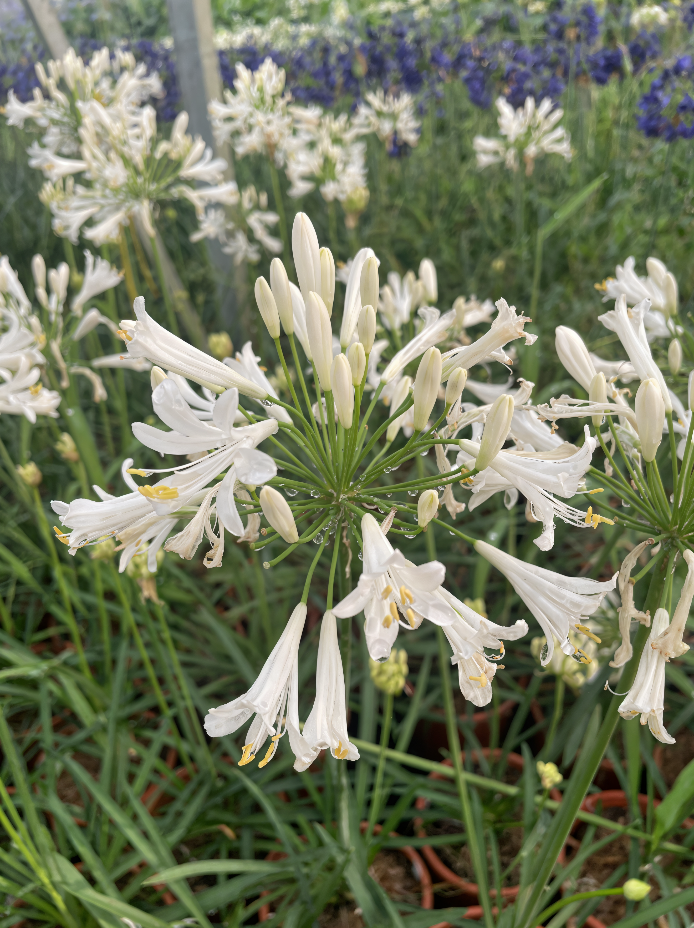 Agapanthus praecox 'White Pixie' in piena fioritura in un giardino moderno