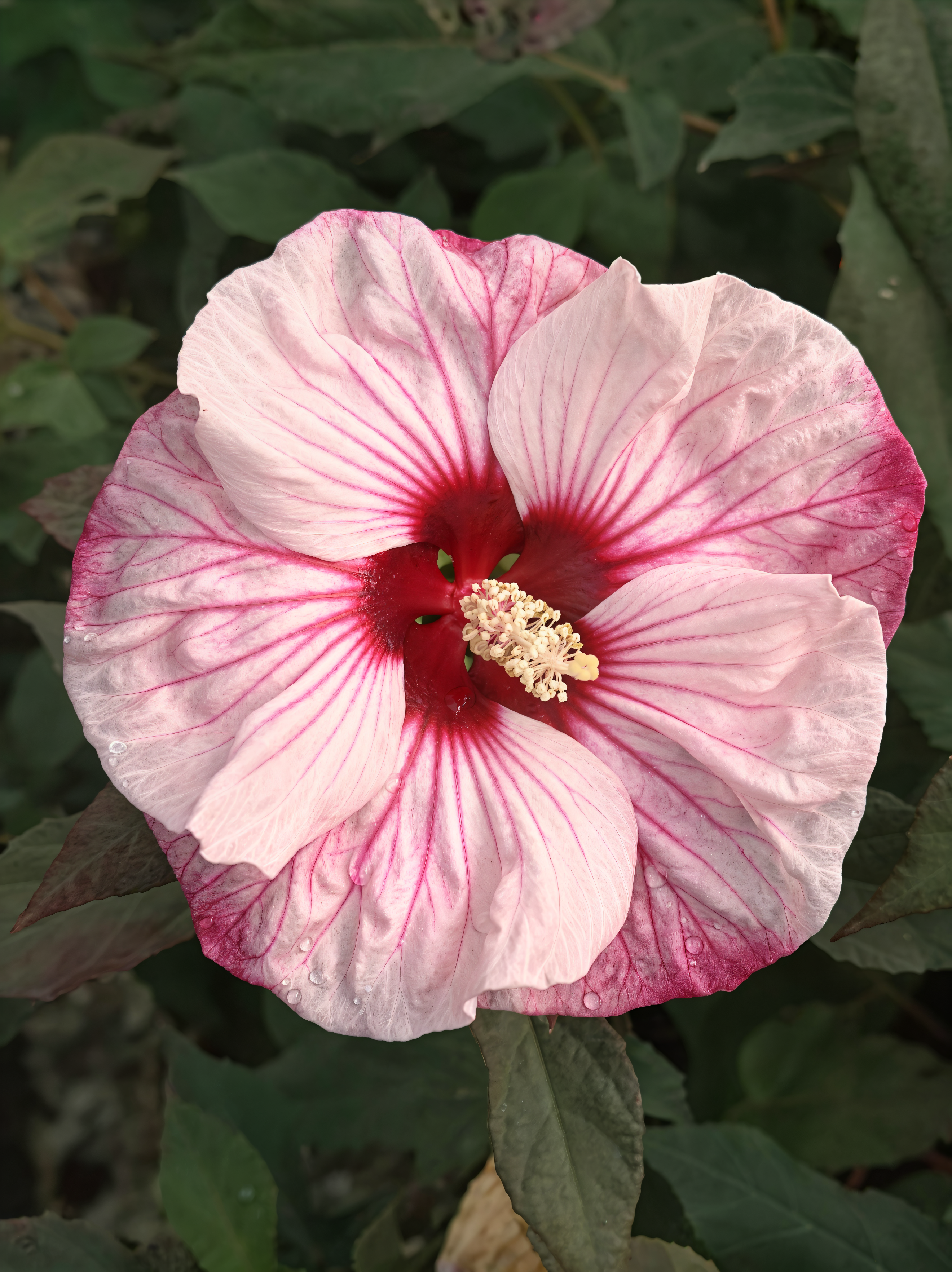 Hibiscus moscheutos Summerific Cherry Cheesecake in piena fioritura con grandi fiori bianchi e rossi