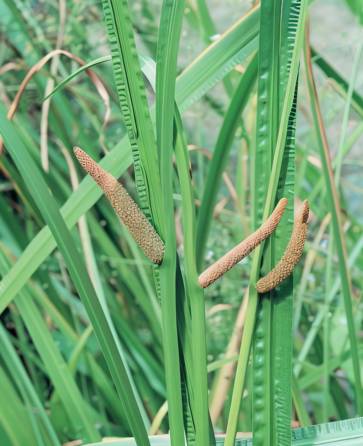 Acorus calamus Calamo aromatico in un laghetto di design con piante acquatiche