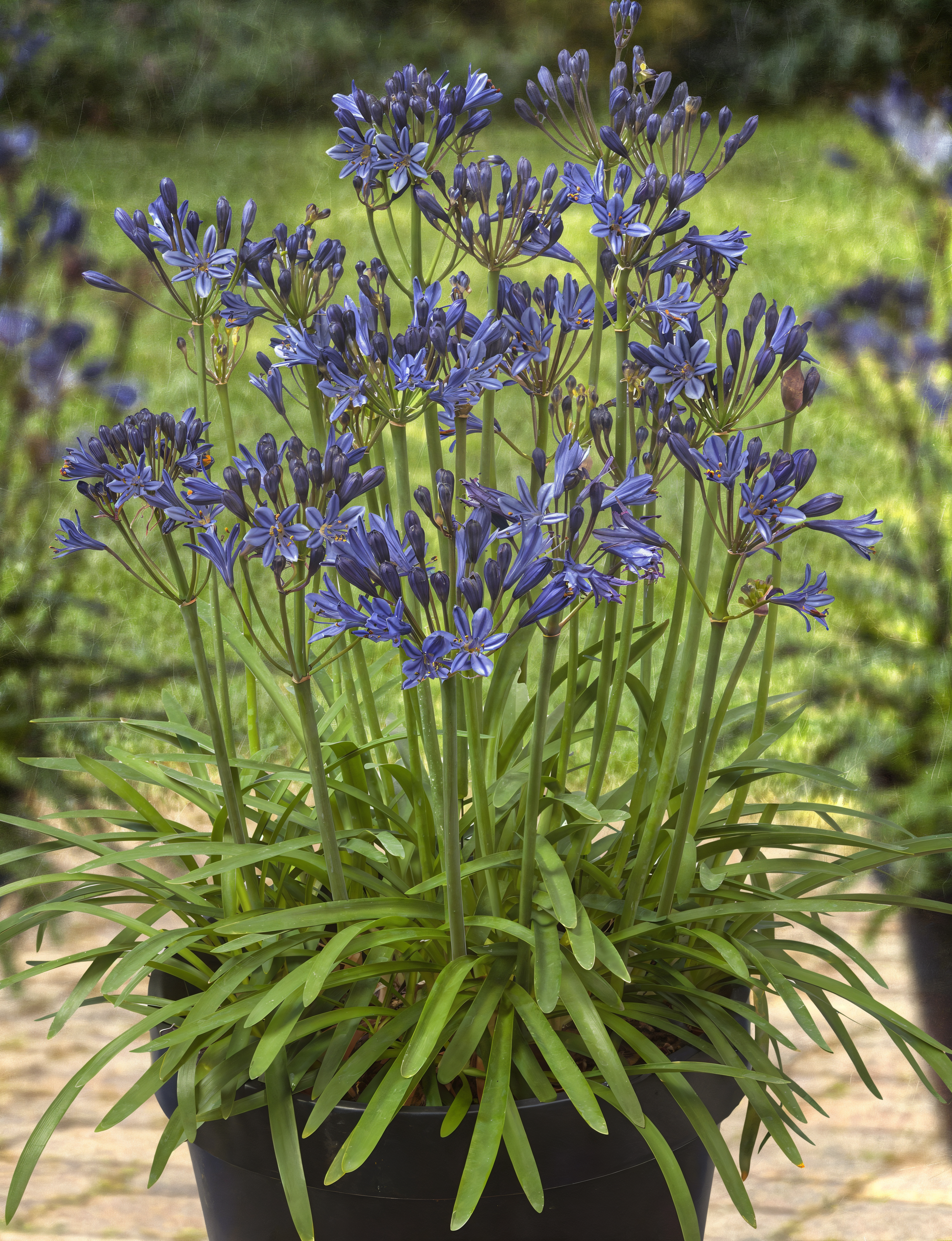 Agapanthus 'Large Blue' con grandi fiori blu in un giardino mediterraneo
