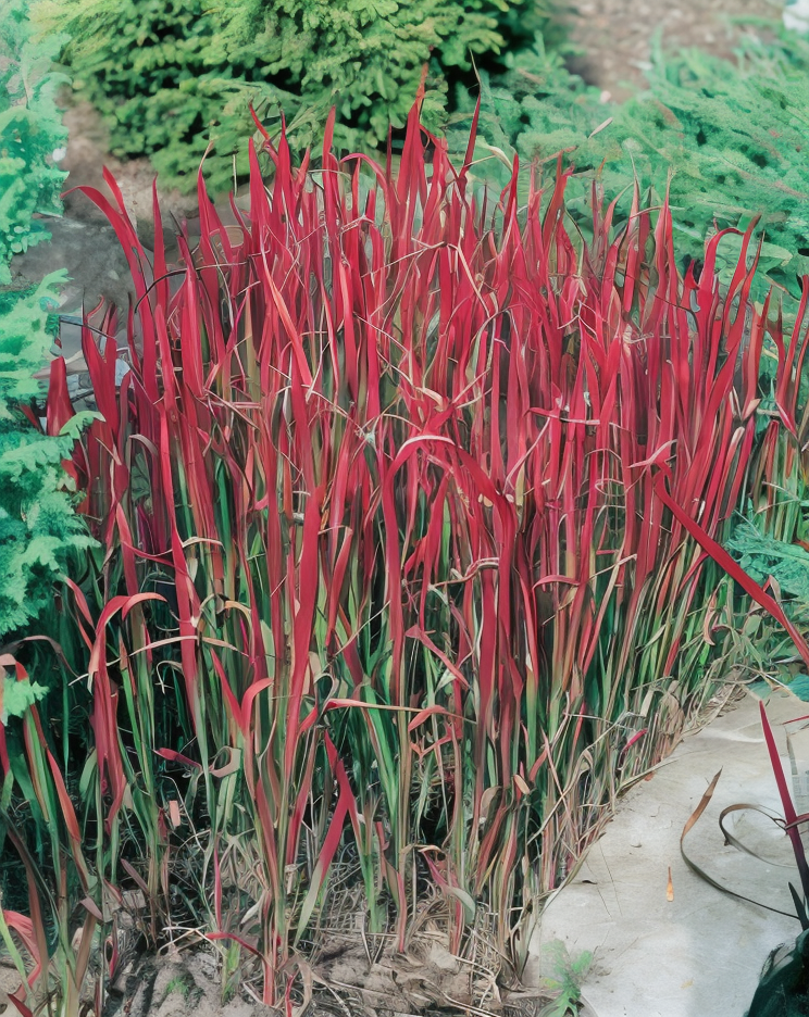 Imperata cylindrica 'Red Baron', erba del sangue giapponese in piena terra con luce solare.