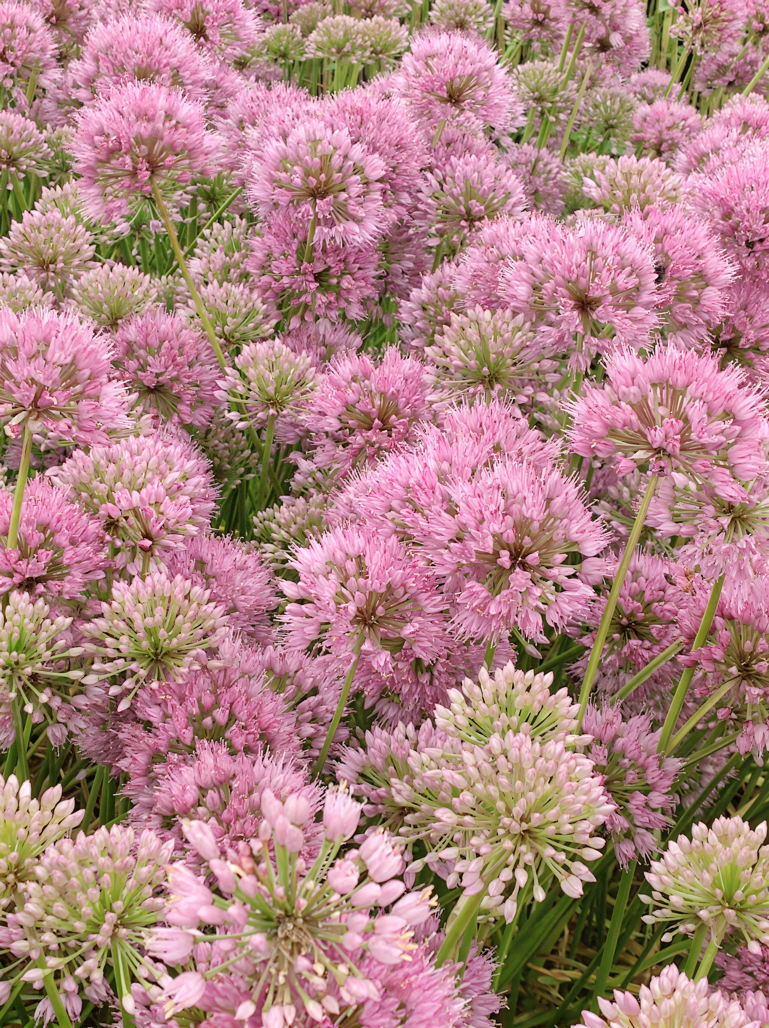 Allium Avatar in fioritura, fiori viola sferici nel giardino ornamentale
