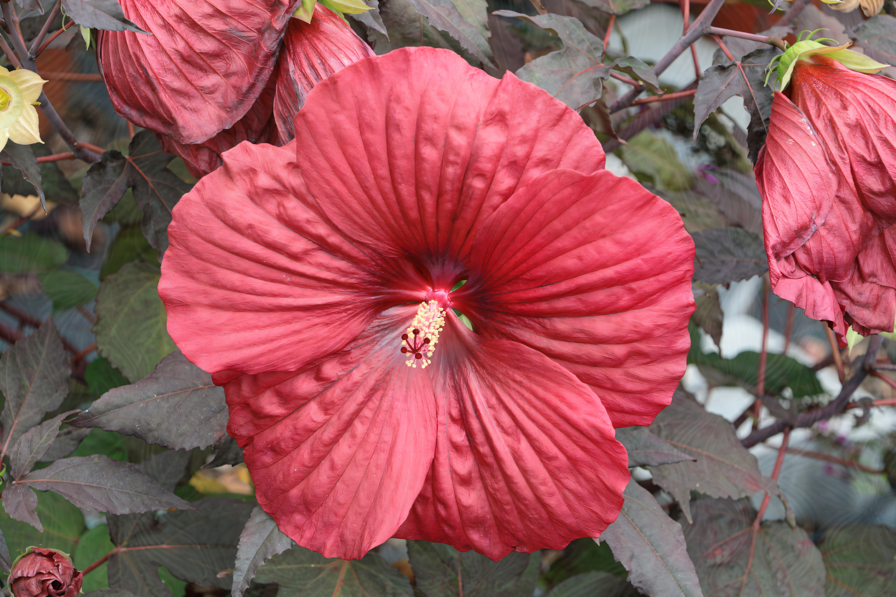 Hibiscus moscheutos Summerific Holy Grail in piena fioritura con grandi fiori rosso scuro