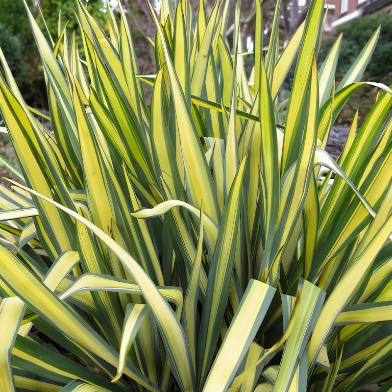 Yucca filamentosa in fiore, architettura del giardino