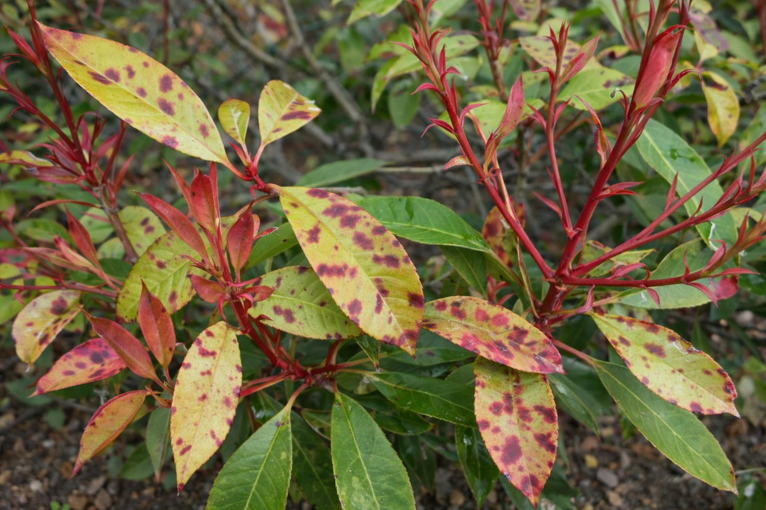 Malattie della Photinia: come curare le macchie rosse (Entomosporiosi) e i funghi