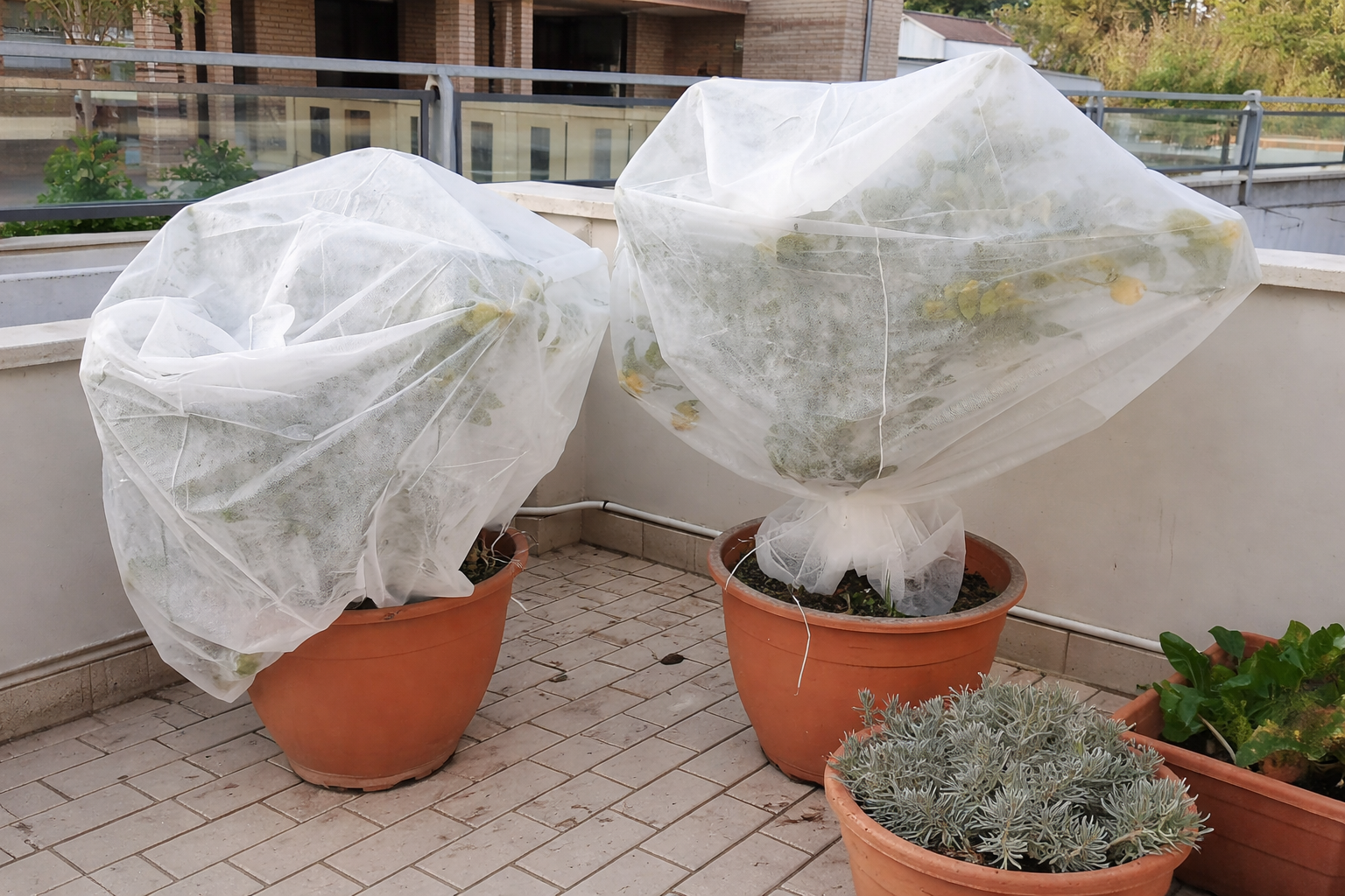 Piante in vaso su balcone coperte con tessuto non tessuto per protezione dal freddo.