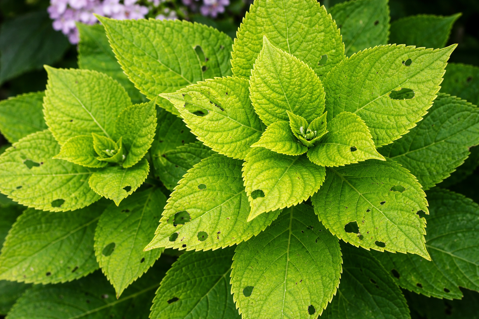 Foglie di ortensia verdi con piccoli fori causati da insetti.