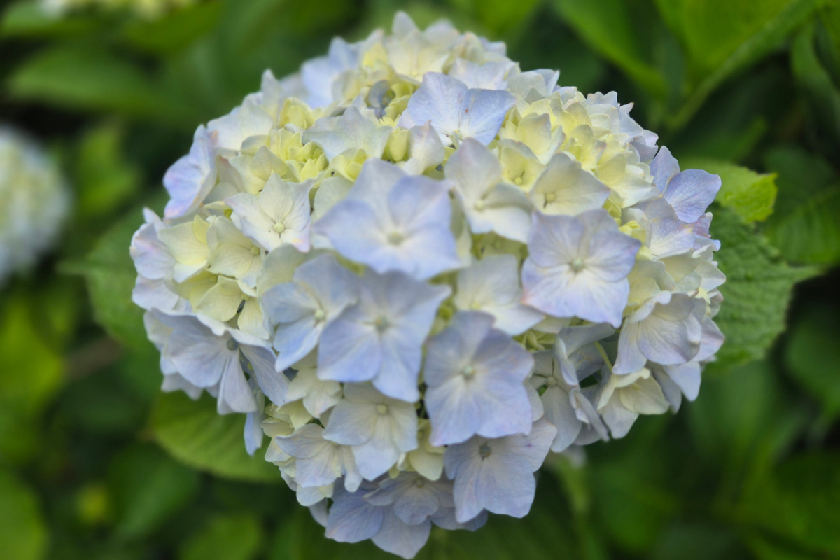 Macrophylla o Serrata? Guida alle ortensie classiche da ombra e da giardino