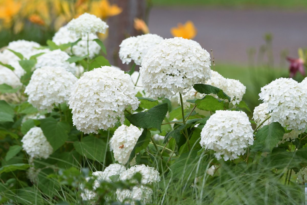 Hydrangea Annabelle: come coltivare e sostenere l'ortensia dai fiori bianchi giganti
