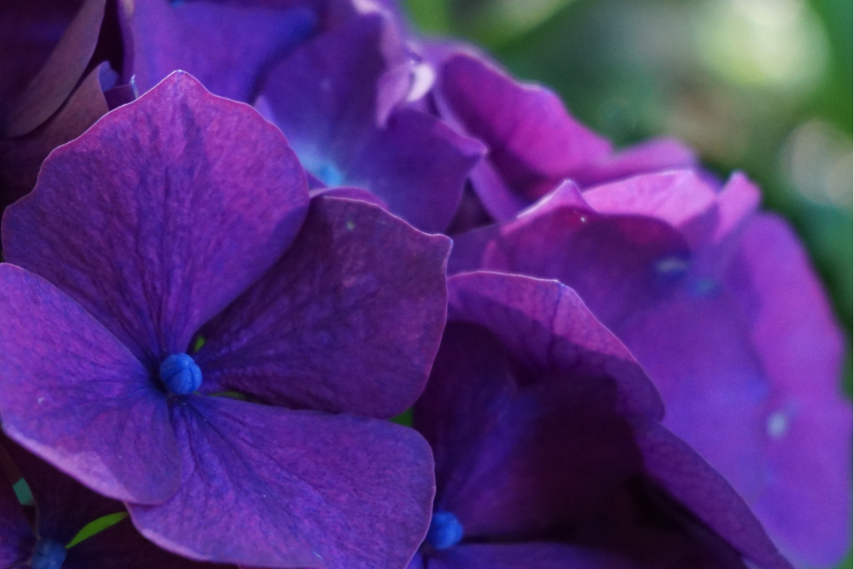 Ortensie Paniculate vs Arborescens: differenze, resistenza e quale scegliere per il tuo clima