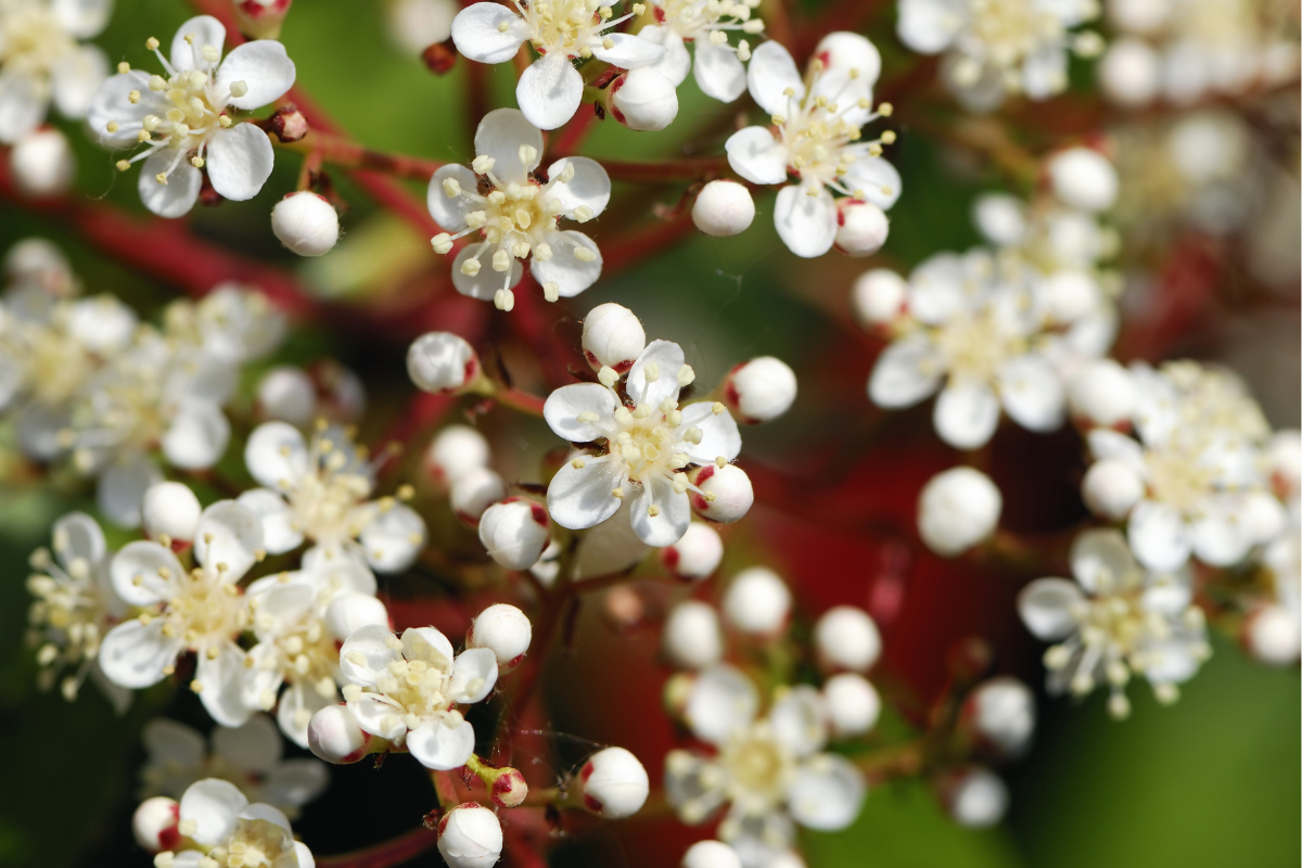 Concimazione Photinia: quale concime scegliere per foglie rosso fuoco