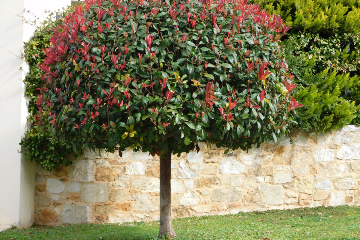 Photinia ad alberello: come usarla come punto focale nel garden design