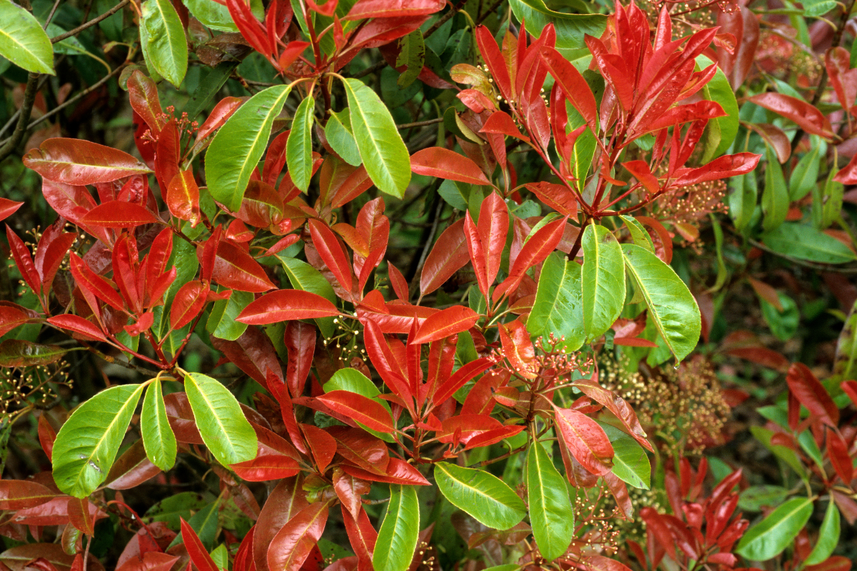 Quando la Photinia perde le foglie: cause, rimedi e come stimolare la ricrescita