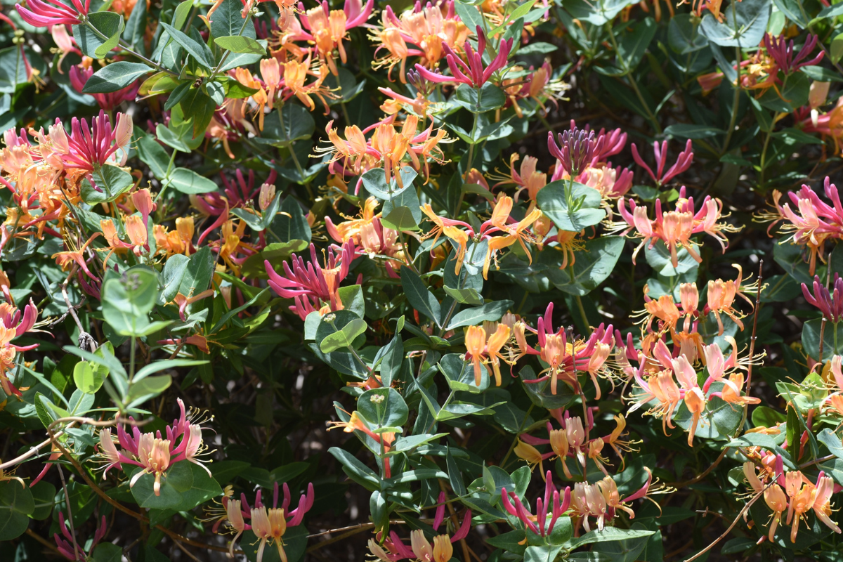 Caprifoglio (Lonicera): il rampicante profumato che resiste al freddo e attira le farfalle