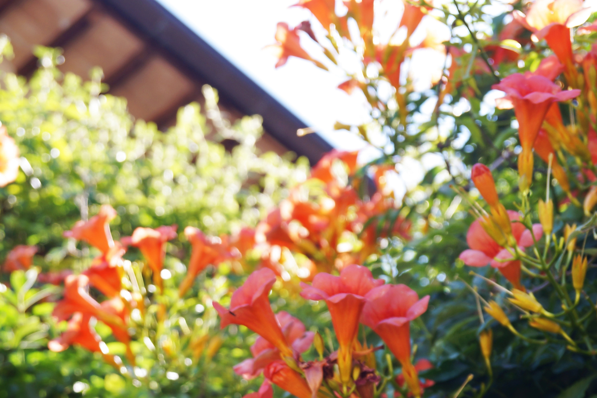 Bignonia (Campsis): come gestire il suo vigore per una cascata di fiori arancioni