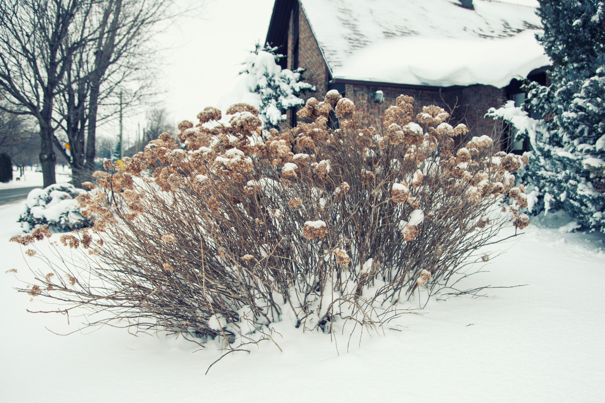 Ortensie secche in inverno con neve sul terreno.