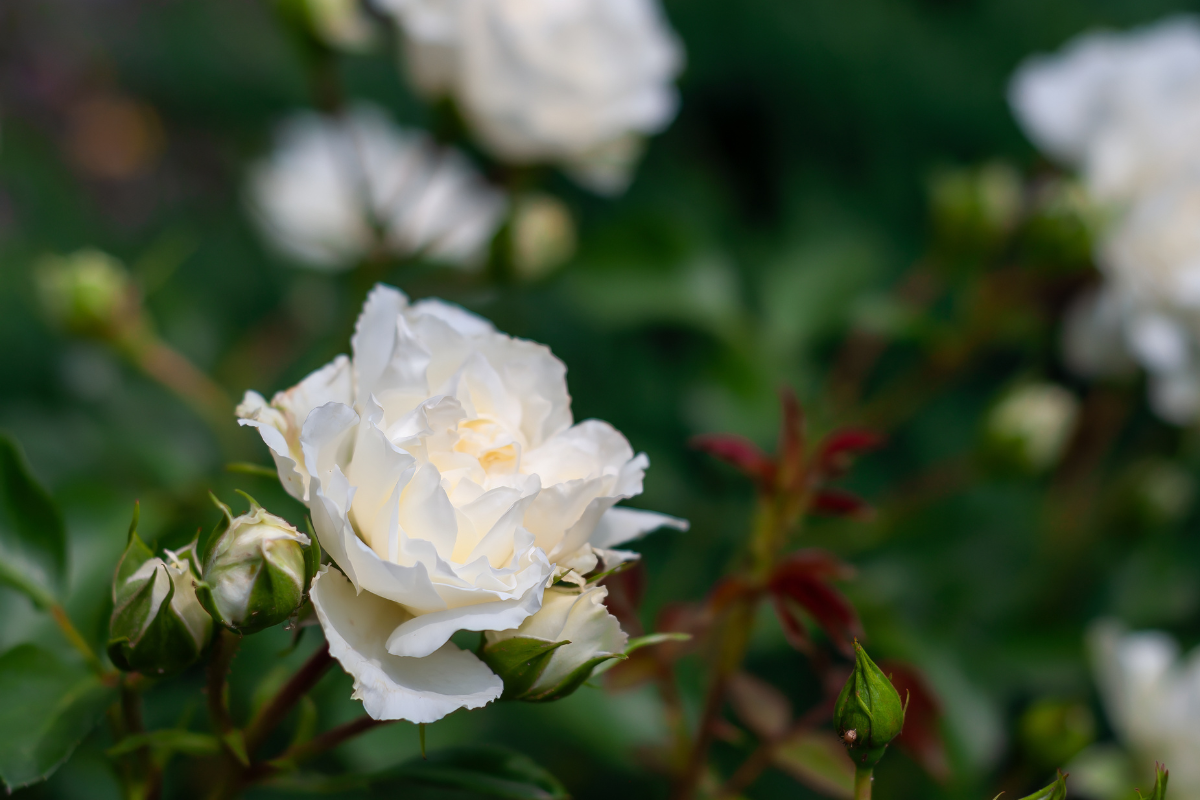 Rosa bianca in fiore.