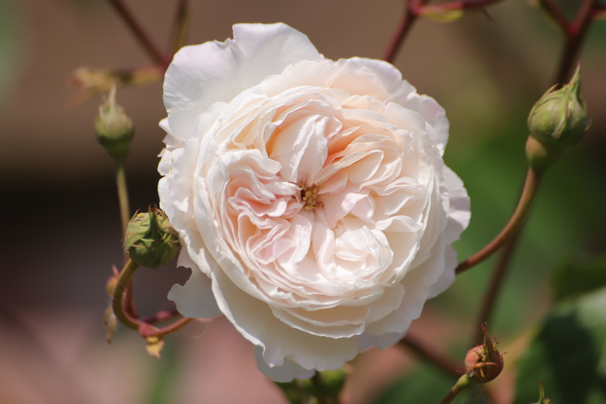 Rosa bianco-crema in piena fioritura.