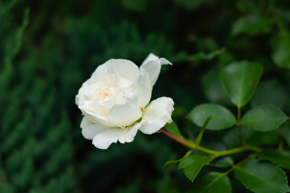 Dettaglio di rosa bianca in fiore su ramo di rosa.