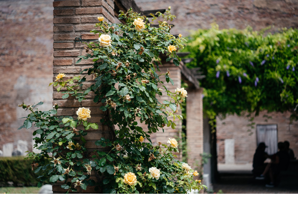 Rose rampicanti gialle che salgono su colonna di mattoni in giardino.