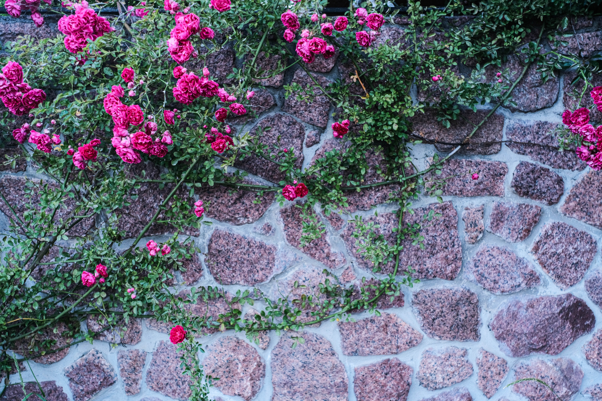 Rosa rampicante rosa che cresce su muro in pietra in giardino.