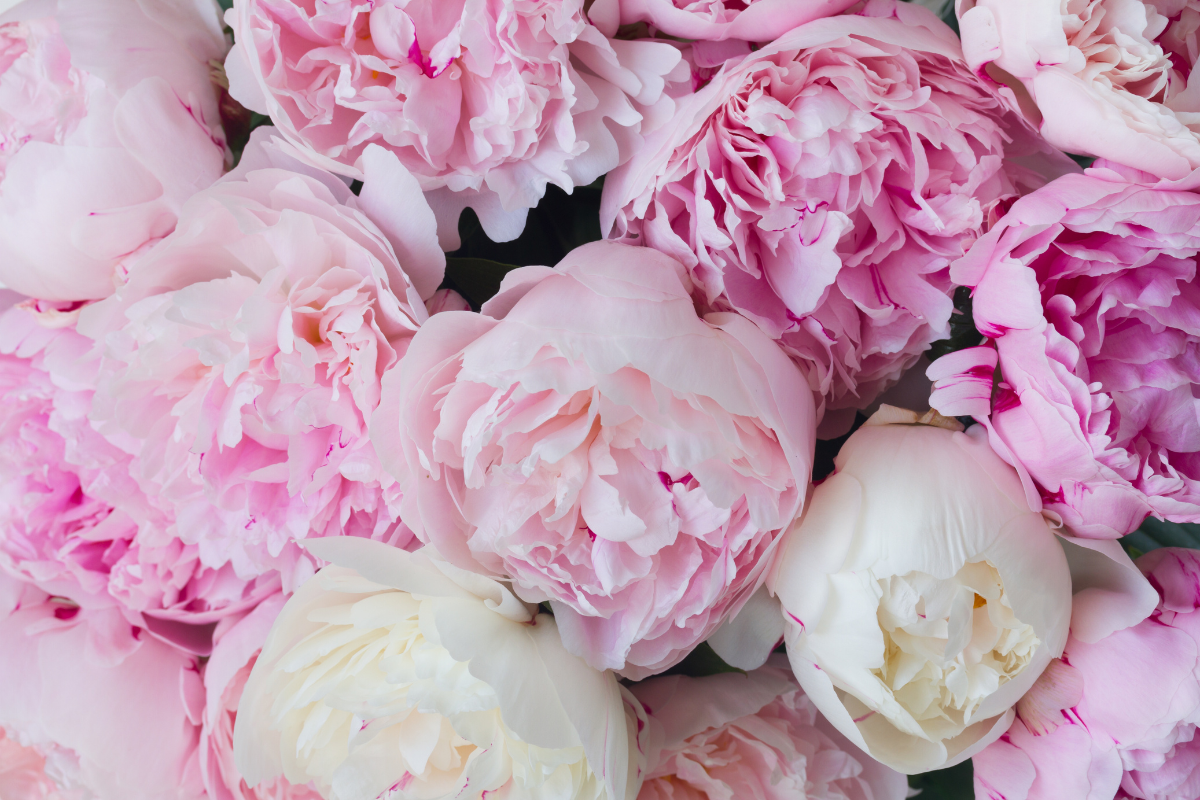 Peonie romantiche rosa e bianche in primo piano.